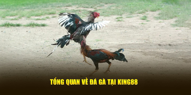 Tổng quan về Đá Gà King88