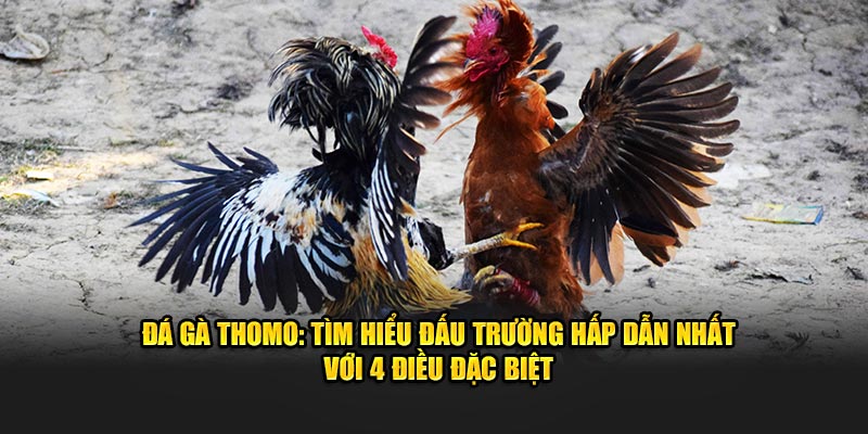 Đá gà Thomo King88